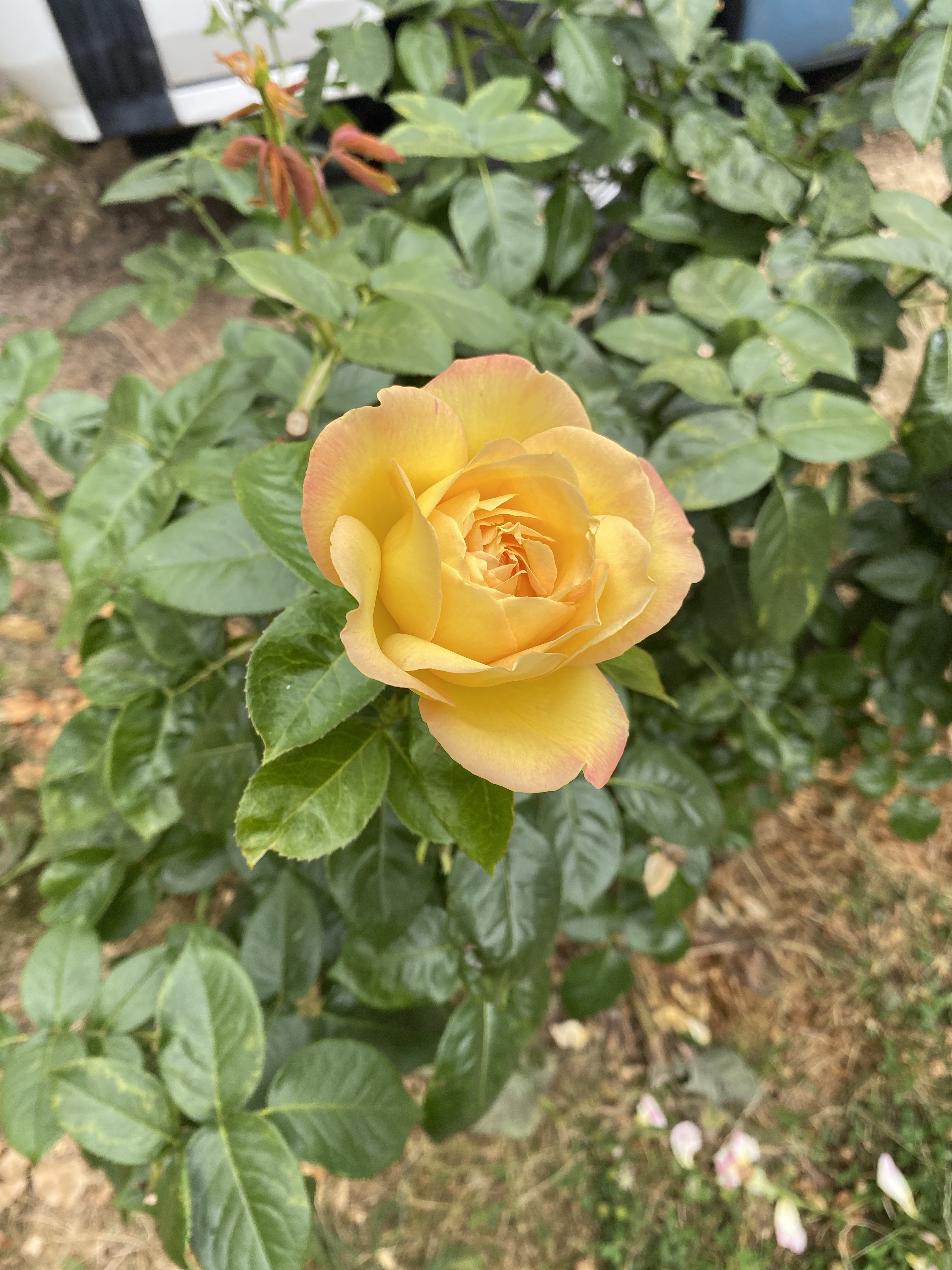 10 Proven Ways to Boost Motivation and Achieve Your Goals