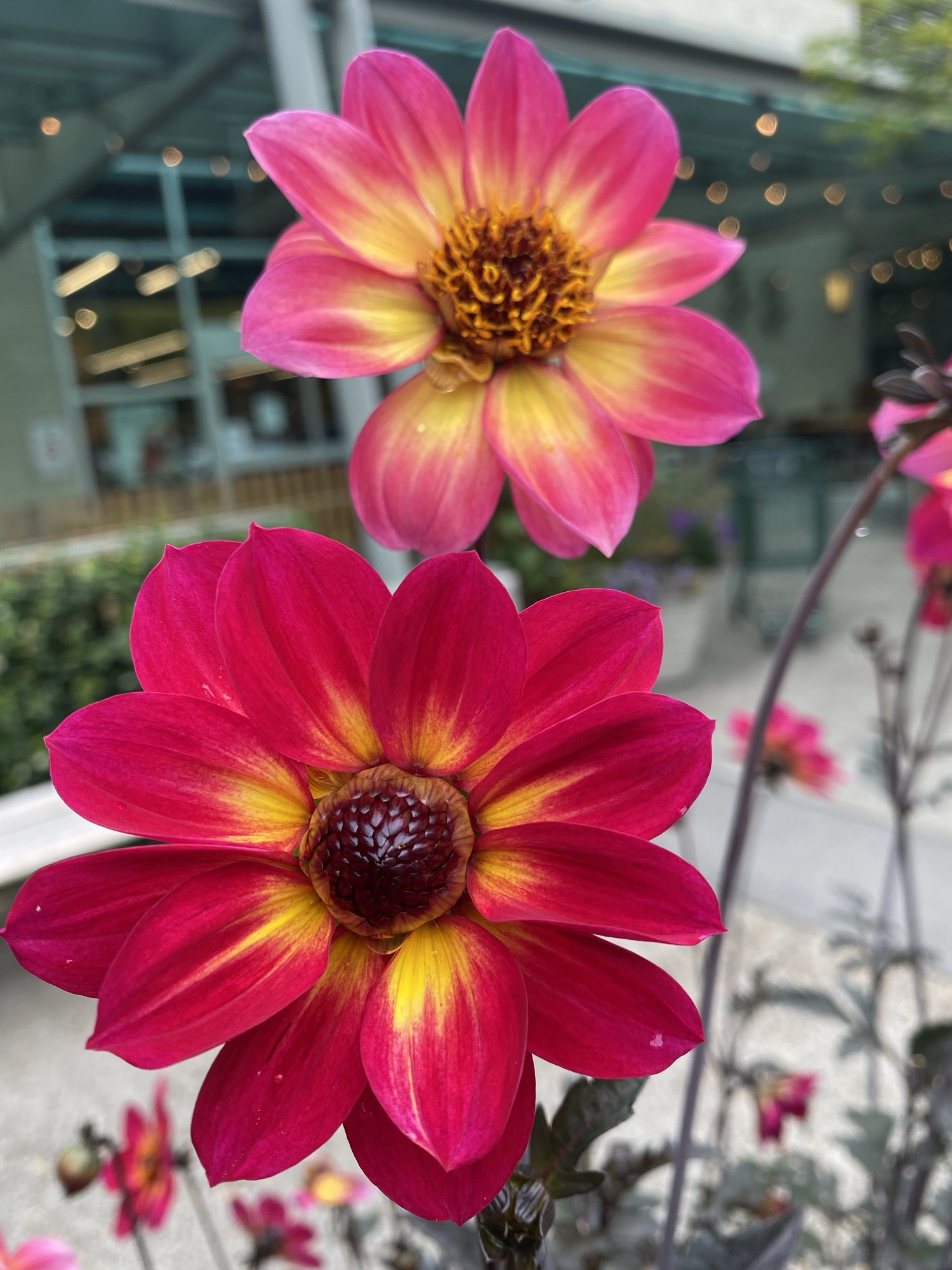 Love is a Healing Practice